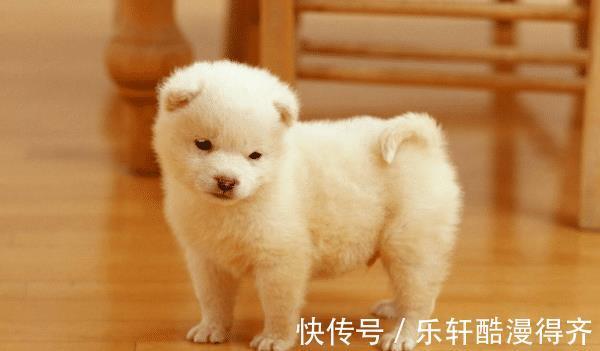 生肖兔|生肖狗下半年贵人将至遇到要珍惜,可助你苦尽甘来,前程似锦