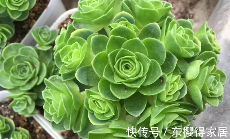 浇水是个难点，没有摸清这些要求，多肉烂根黄叶、没精神