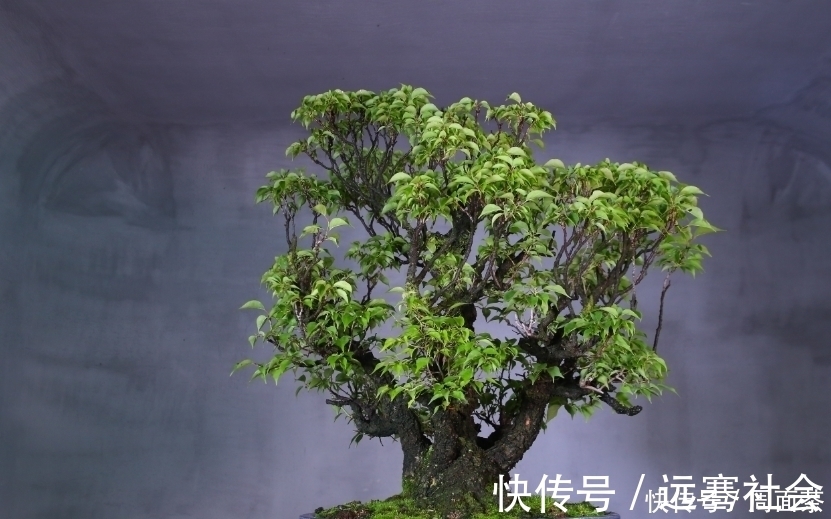 园艺|中国盆景欣赏，园艺大师经过几十年的精心打理，感受盆景独特的美