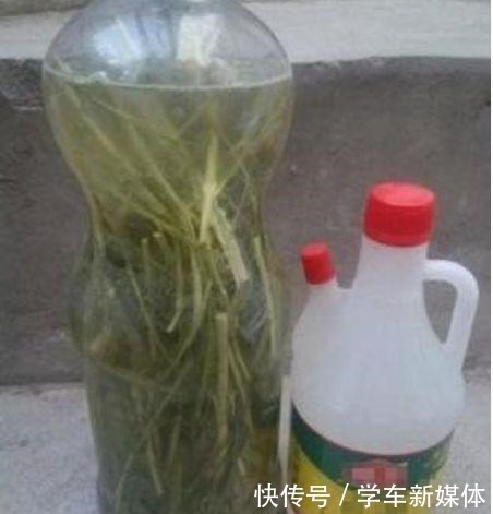 俗话说养花先养根！浇水加点“生根剂”，1分钱不花，根系爆盆！