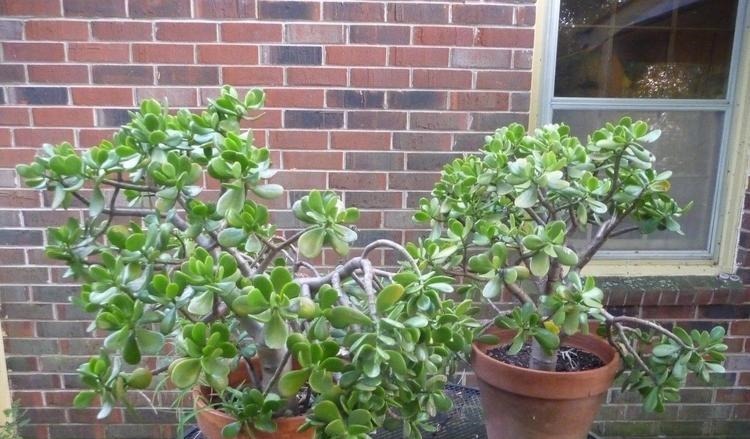 为懒人准备的6种盆栽花卉, 一两个月忘记浇水也能活得滋润