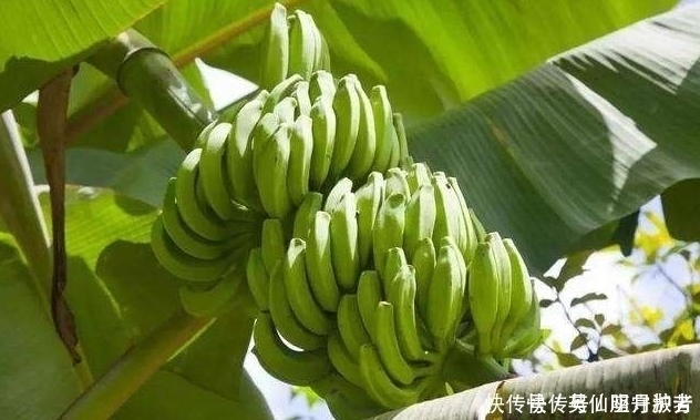 香蕉|吃完香蕉,香蕉皮扔掉?教你3招关于香蕉皮的妙用,太实用了