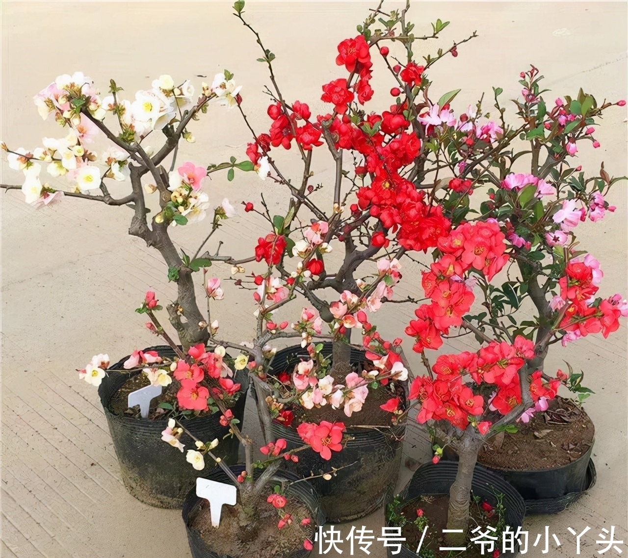 石榴树|家里有院子,就种5种“旺宅树”,观赏收果两不误,吉祥又实用