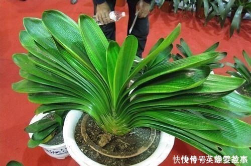 叶片|老花匠“不买”这3种花,在花市都有“猫咪”,谁也养不活!