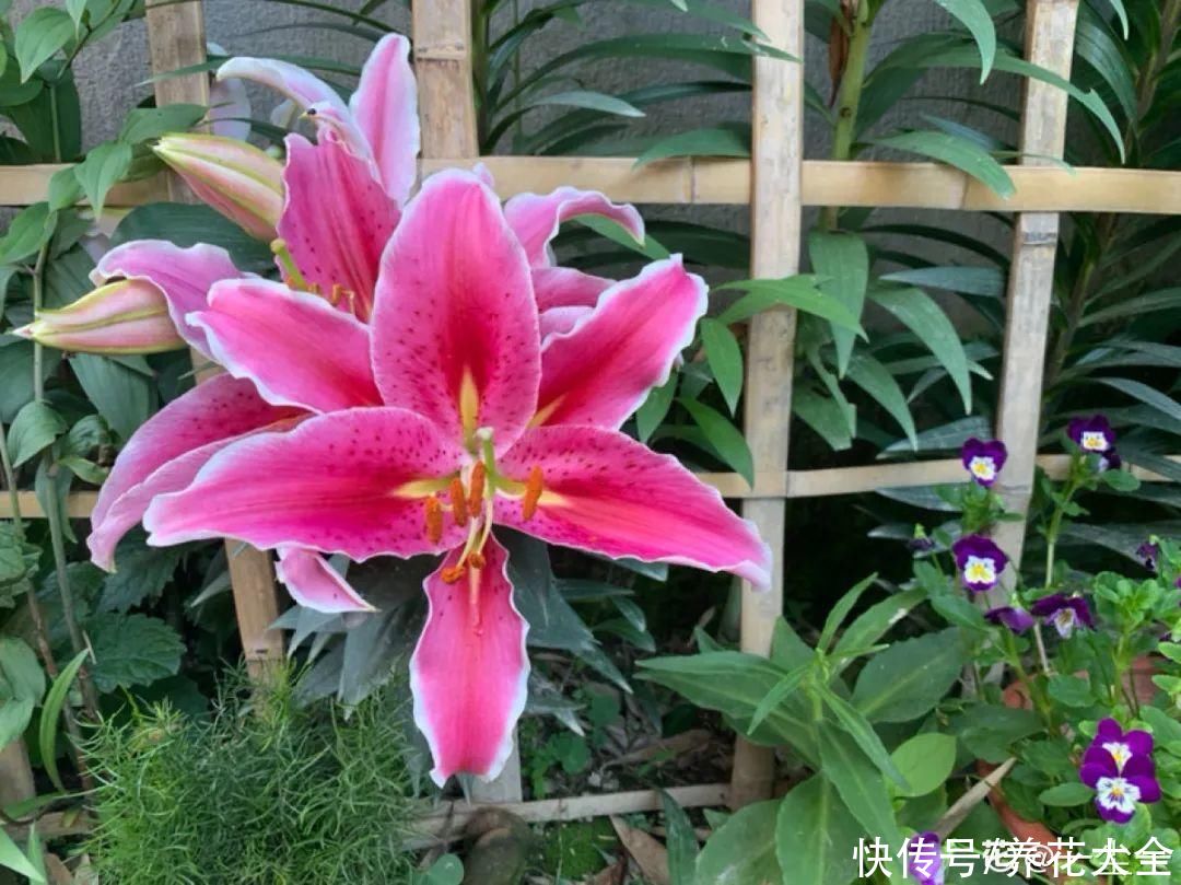 君子兰开完，会有3个“后遗症”，一定要重视