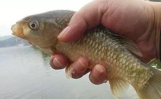 钓鱼时的爆护配方真的存在吗，这些因素缺一不可!