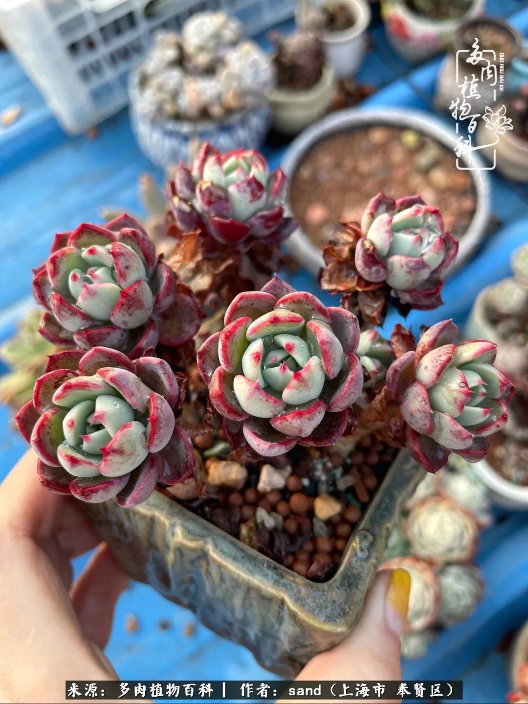 带着200多盆多肉，三个月搬两次家，是一种怎样的体验