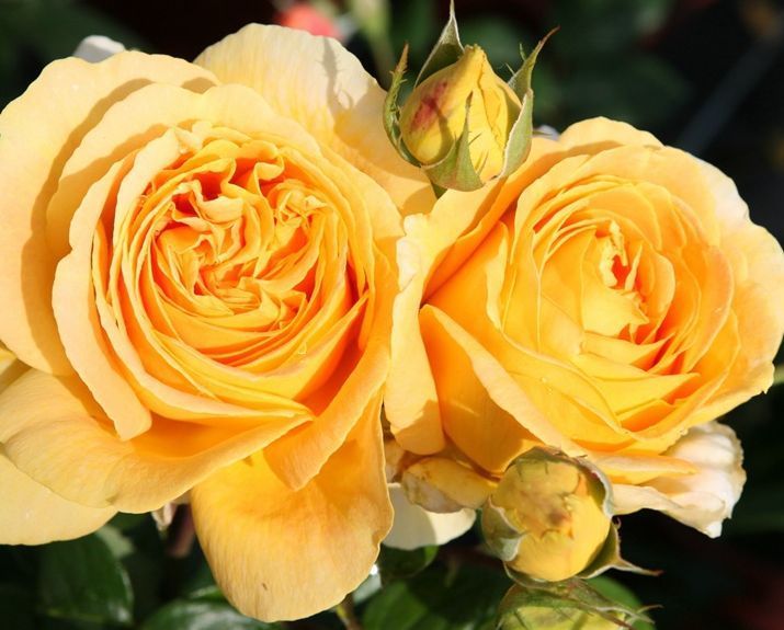 喜欢玫瑰，不如养盆“精品”烛光，开花似美人起舞，比“菊花”美