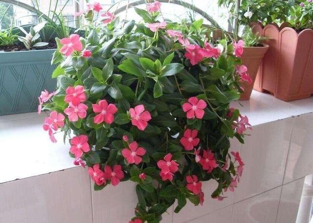 随便扔土壤里就能生长的花卉!给一点花肥就能养成“花球”!好看