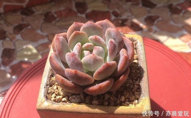 普货|公认漂亮好养的10种普货多肉,紫乐上榜桃蛋失冠,排在第一竟是它