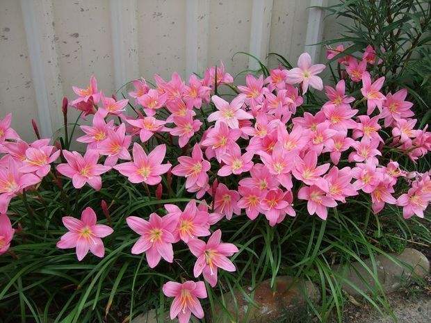 它是“大花王”,开花如盆,花色美艳,养护简单,值得养一盆!