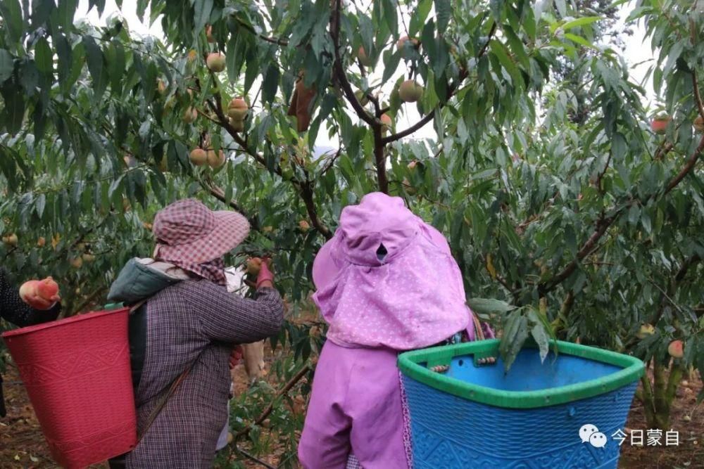 冬桃基地|冬天还有新鲜桃子吃？蒙自人太幸福了！