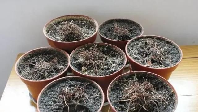 浇水|夏天这8种花赶快“断水”,一瓢水就能要了小命