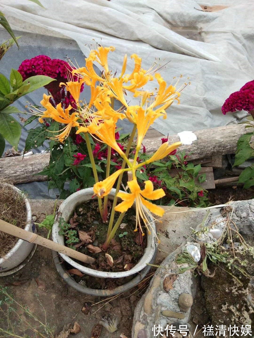 这花名字独特，秋天赏完金黄大花，满地的种子任你捡！