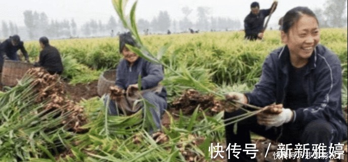 南瓜|世界上有毒的三种蔬菜,个个伤肝,你却经常端上桌!