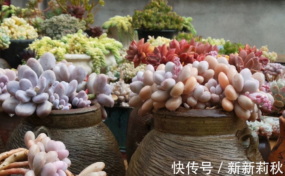 坛子|十多年前的老坛子,收集起来打孔改造,用来种多肉可不是一般的美