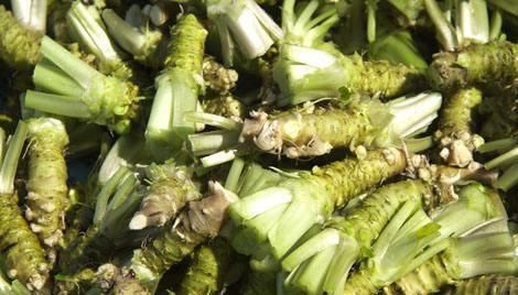  稀少|1种野草，营养成分多，是“癌细胞”克星，很稀少，见到望珍惜