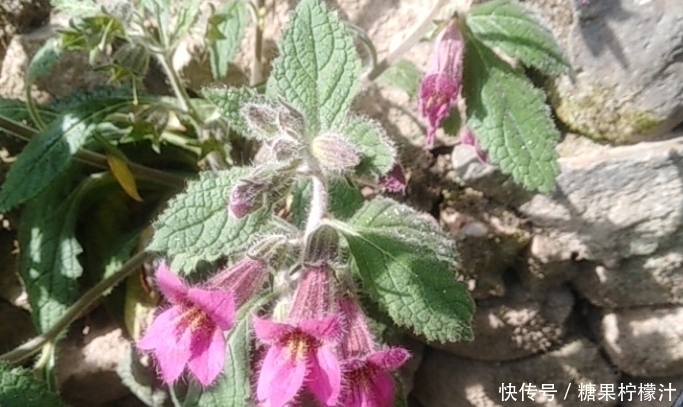 杂草|它是“四大仙药”之一,若长在你家屋顶,是你福气,别以为是杂草