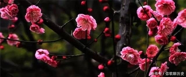 命运|林花谢了春红,太匆匆。不止李后主的命运如林花春红