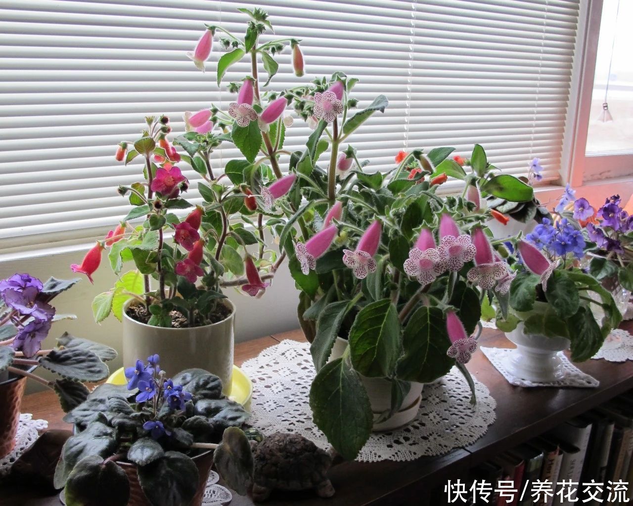  植物|耐阴室内开花植物“大家族”，低光照可开花，植株小巧，适合新手