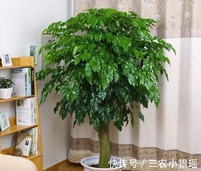 君子兰|家里养花“讲究大”,2种花“镇宅”, 2种花旺家,要养起来