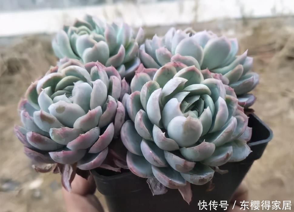 多肉老桩根系长满不想换盆？教你一招“断根法”，两个月长满新根