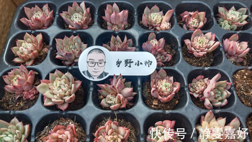 板结|养多肉浇水需要注意细节，浇水方式要考虑多方面，才能养好肉肉