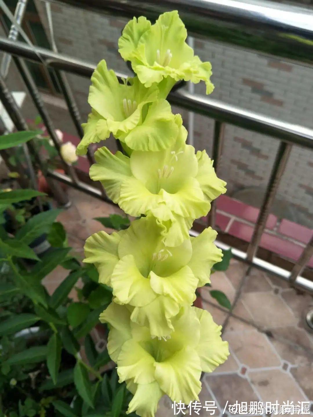 30种夏天花，热不死、晒不死，大半年都开花，还没病虫害