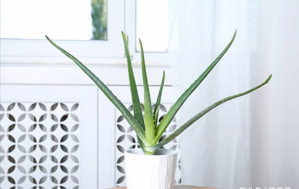 养不活花的人,建议养这“5种花”,好养好看又实用