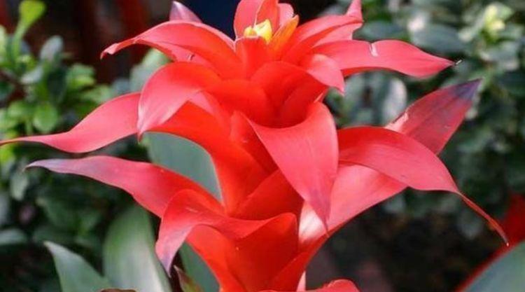 植株|4种寓意好的花,喜庆吉祥好运来,雍容华贵,养护简单!