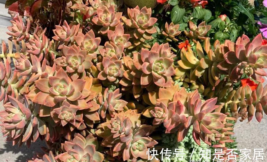 多肉铭月皮实又常见，但养好了同样好看，我就喜欢这种好养的多肉