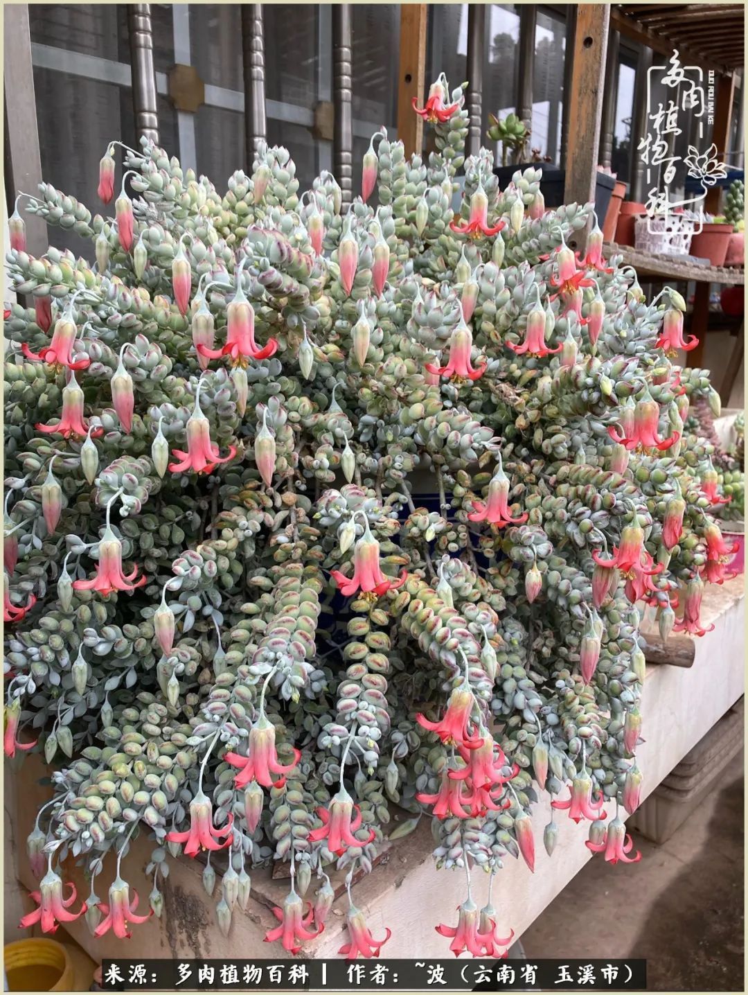 多肉|遇见即美，花事未荼蘼！种一桌子多肉，看花开花落！