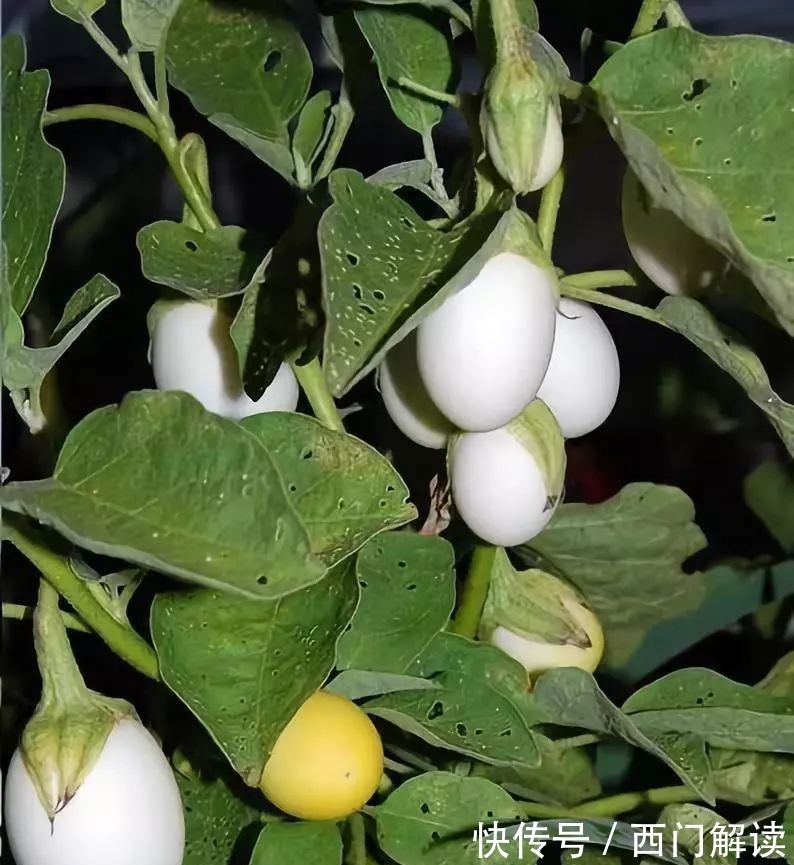 你绝对没见过的奇特的瓜果蔬菜!大开眼界!