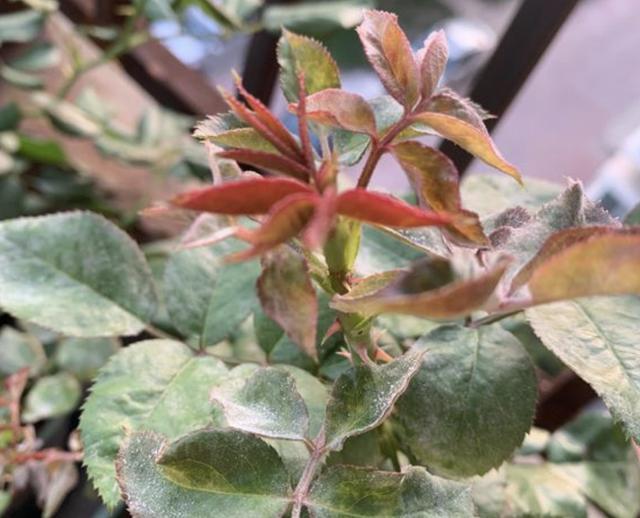 天后|月季花朵变小记得将“3步”做好,20天后花朵“拳头大”,漂亮