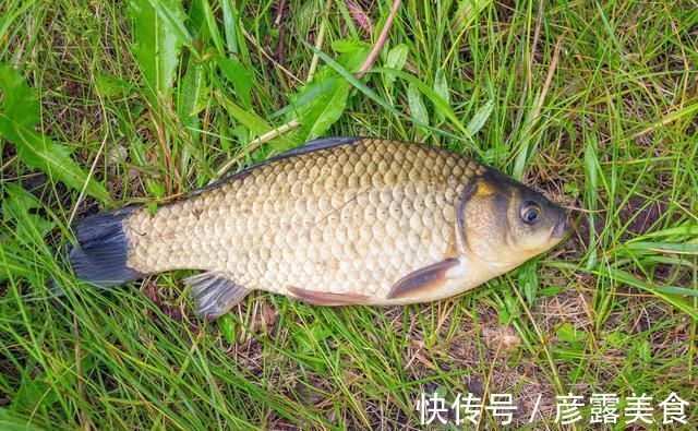 野钓|野钓鲫鱼,掌握这套“垂钓宝典”,不愁鱼不上钩