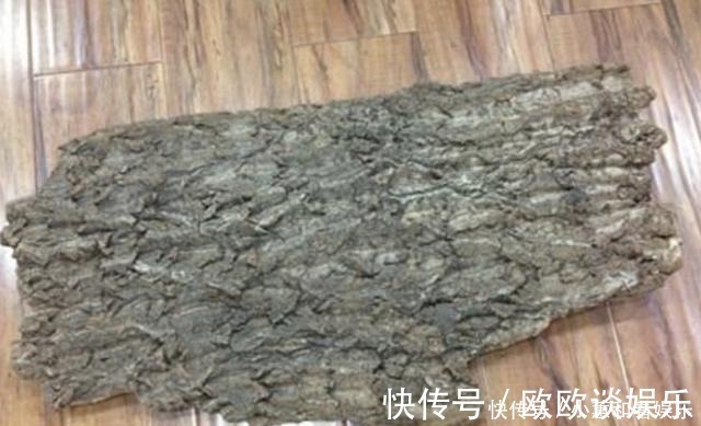 柳酸|掉落的“树皮”捡回家,花盆里埋“2块”,花卉根系“窜出来”