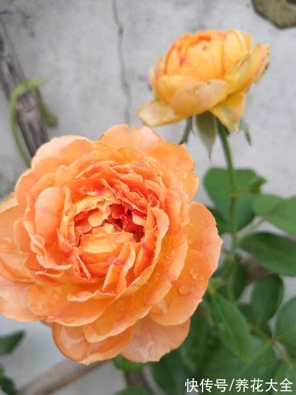 金丝雀|10种常见月季花图鉴，不要再问别人了，自己收藏慢慢看