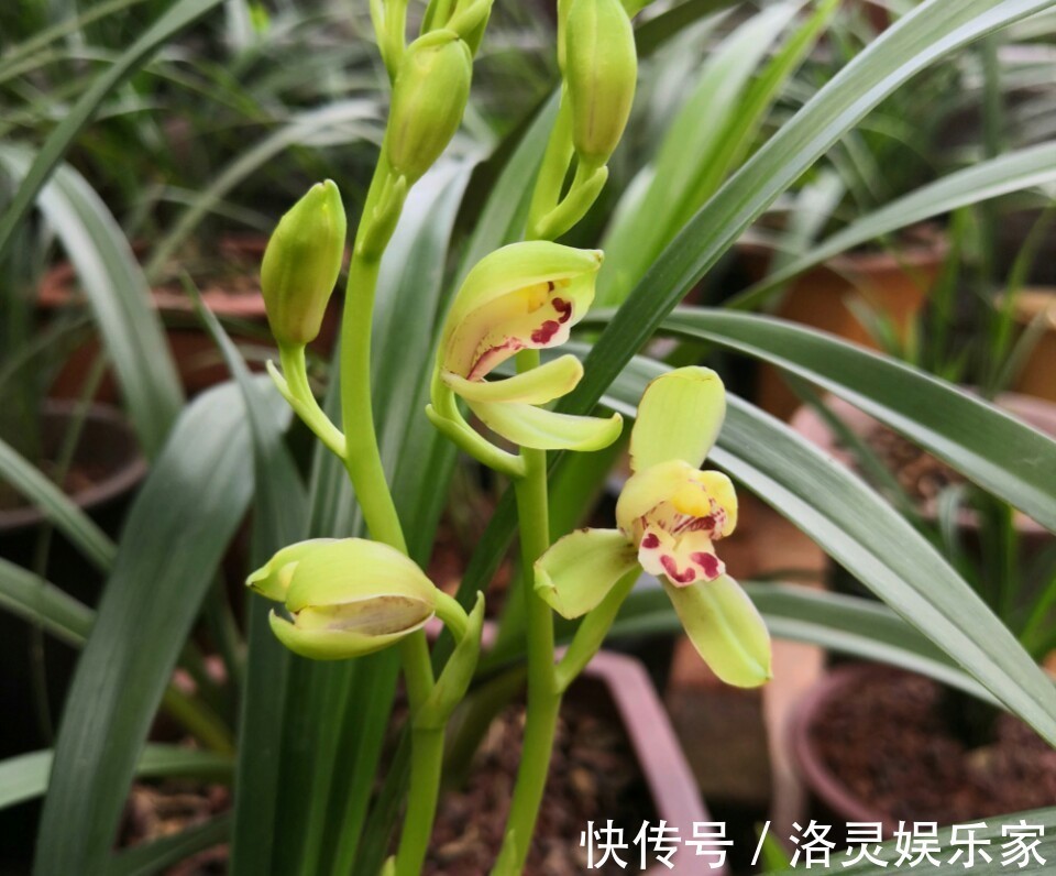 虫害|养兰花盆土老是有虫简单4招，盆土不招虫，不停蹭蹭冒新芽