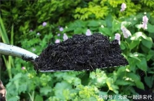 小黑飞|喝完的“茶叶”倒了真可惜，这么简单1处理，养花肥效足