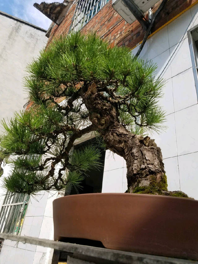 舍利|到园艺师家里做客,欣赏到了很多精品盆景,一起来感受盆景的魅力