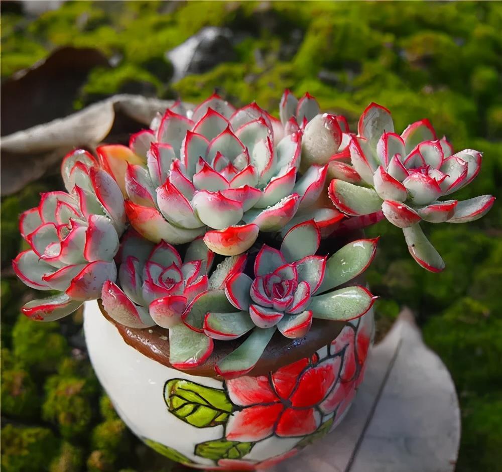 叶子|3种耐晒耐热的多肉,7月也能生机勃勃,高温天气长势旺、易度夏