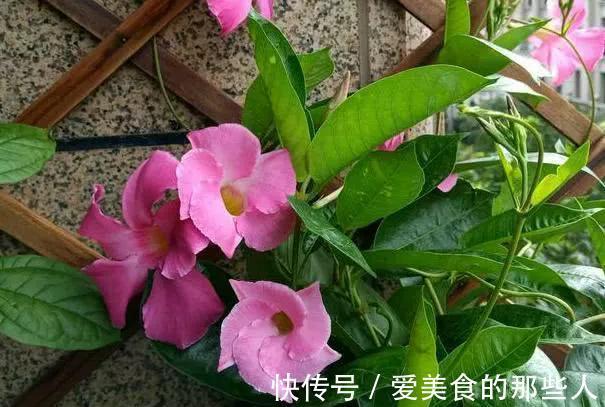 飘香藤长得像棵草,每次只开一朵花,狠心剪一剪是关键,别不舍得