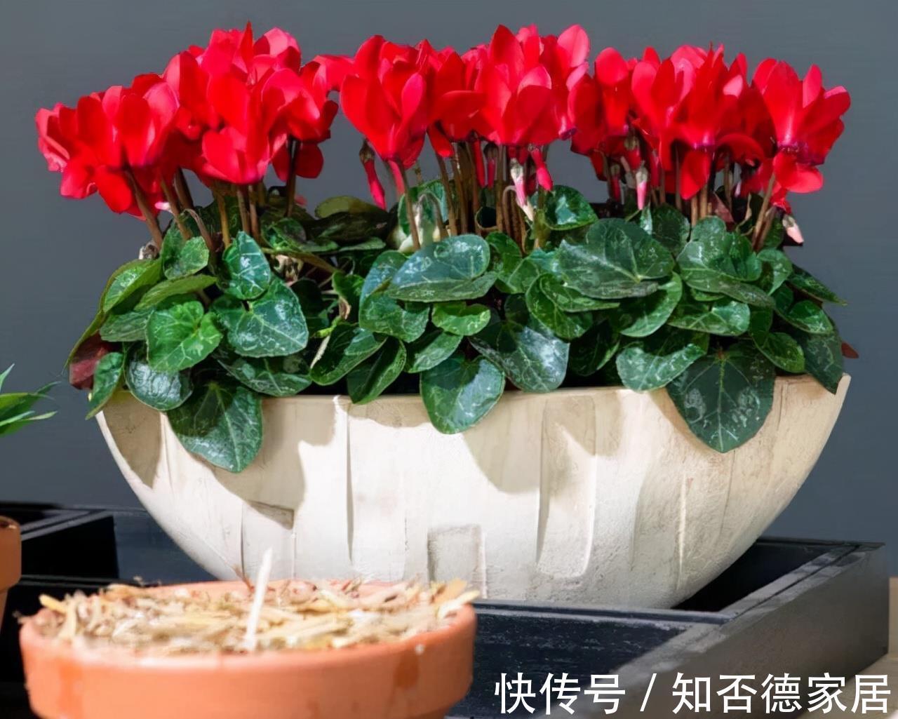 吉祥花|10大“吉祥花”适合养客厅，格调高，株型美，旺财又护家