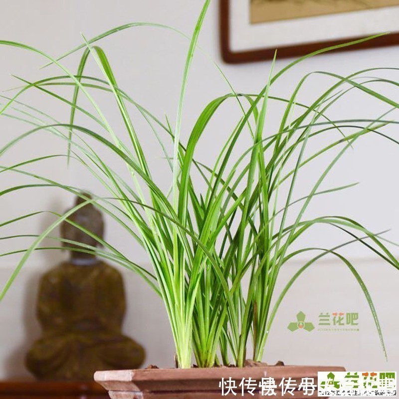 兰性|把兰花养好,能提升兴趣和动力,变成以兰养人