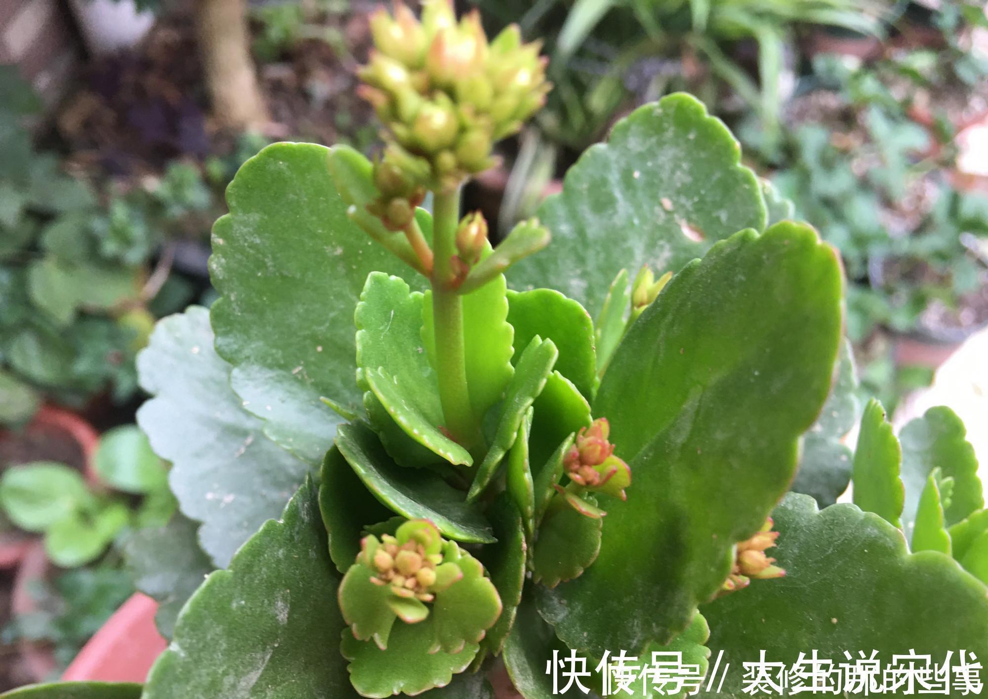 让长寿花开花，做好“两点”，叶子又绿又壮，花苞多开花快