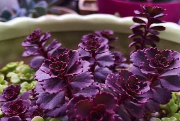 植株|这几种奶萌奶萌的治愈系小巧多肉,你家里有吗