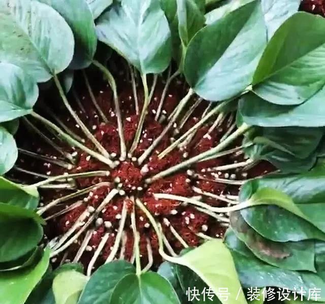 种情况|绿萝叶子打蔫、发软、不精神,一个小技巧,叶子又绿、又挺实