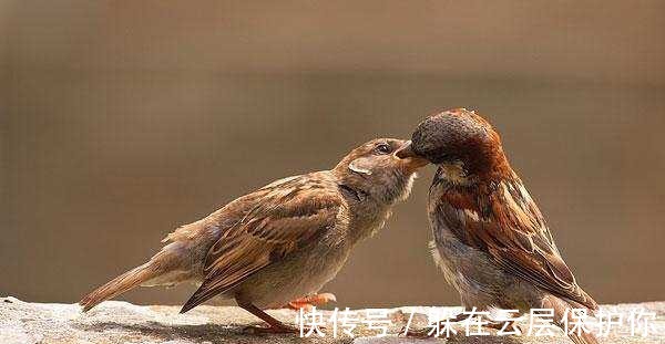 句式|千古绝对！上联“野花不种年年有”，下联真是太经典了！