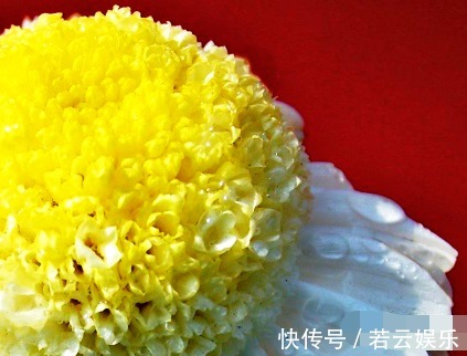 半球型|喜欢菊花,不如养盆“菊中珍品”洹水明珠,似翡翠玉珠,洁白无瑕