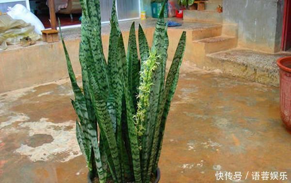 这2种花出了名的“耐旱”,水越少长得越旺,开花绝不含糊